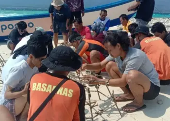 Basarnas dan Komunitas Mahasiswa Banten, transplantasi Terumbu Karang di Pulau Badul, Kabupaten Pandeglang. (ISTIMEWA)