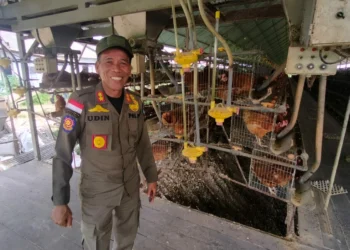 MONITOR - Satuan Polisi Pamong Praja (Satpol PP) Kabupaten Serang memastikan segera membongkar bangunan peternakan ayam milik PT. Sumber Rezeki Baru Semesta di Kampung Cadas, Desa Sukamenak, Kecamatan Cikeusal. (DOKUMEN/SATELIT NEWS)