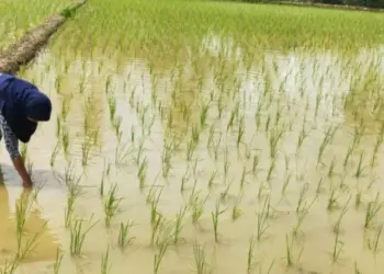 PERIKSA TANAMAN PADI - Seorang petani sedang memeriksa tanaman padinya, di lahan pertanian. (ISTIMEWA)