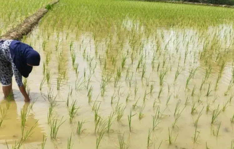 PERIKSA TANAMAN PADI - Seorang petani sedang memeriksa tanaman padinya, di lahan pertanian. (ISTIMEWA)