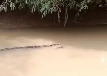 Asyik Cari Kerang Sungai, Satu Warga Pandeglang Dimangsa Buaya