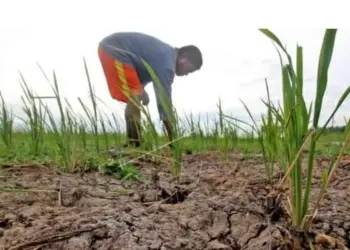 Sudah 408 Hektare Sawah di Lebak Kekeringan