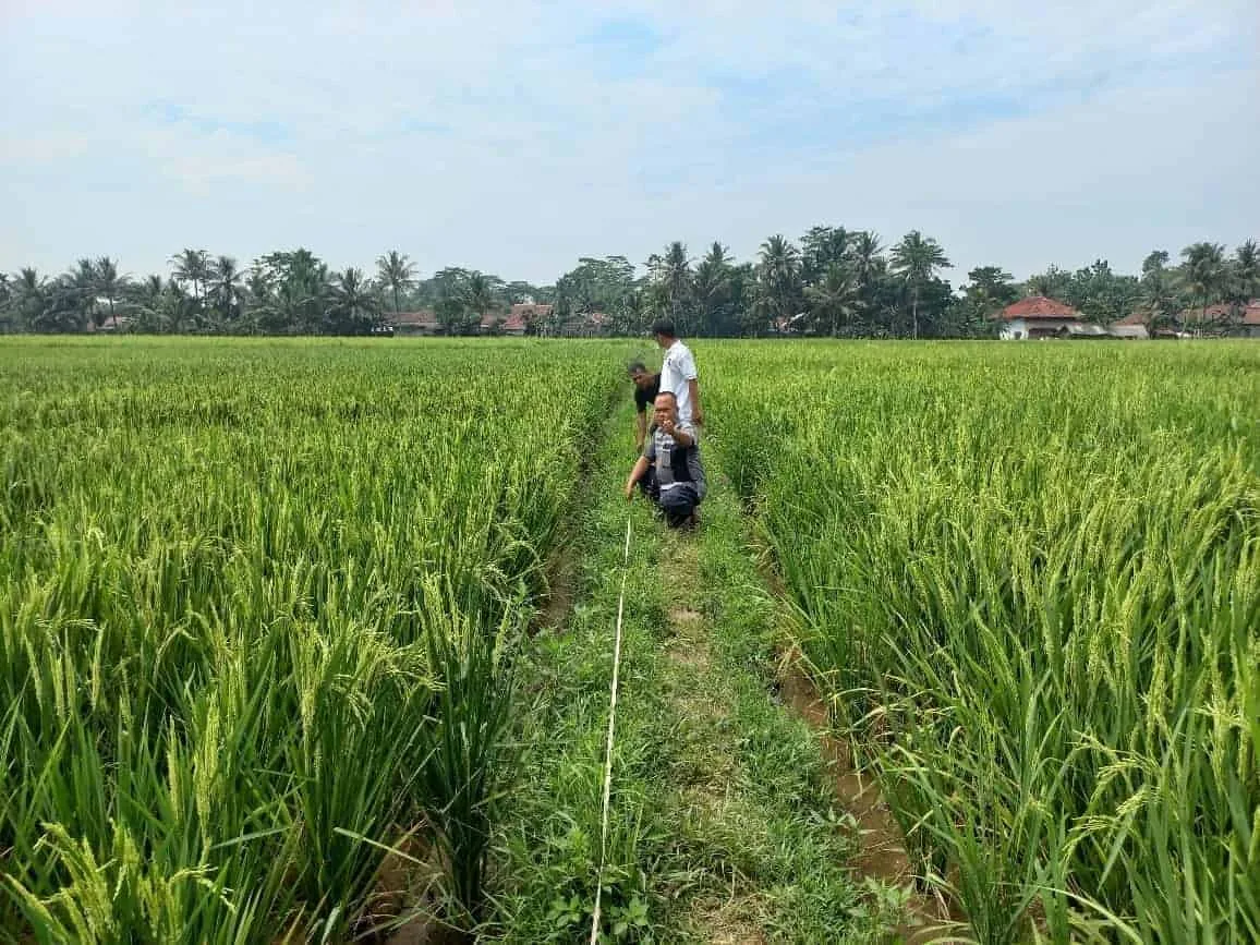 LAHAN PERTANIAN–Lahan pertanian padi di Kecamatan Cikeusal, Kabupaten Serang, tidak teraliri air dari saluran irigasi. (ISTIMEWA)