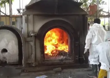 30 Ular Piton Asal AS Dimatikan Lalu Dibakar oleh Balai Besar Karantina Bandara Soetta, Ini Sebabnya