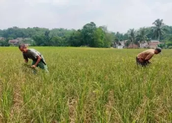 Sudah 156 Hektare Sawah di Lebak Mengering