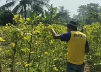 “Mimpi Buruk” Petani Sayuran di Lebak Gagal Panen Gegara Dampak El-Nino