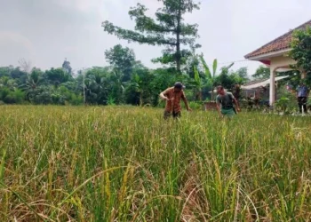 50 Hektare Padi di Kabupaten Lebak Terancam Puso