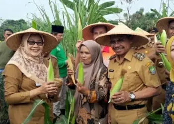 Manfaatkan Lahan Tidur, Pemkot Tangerang Panen Jagung