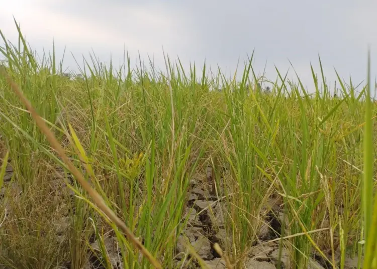 Akibat Kemarau Panjang, 201 Hektare Sawah di Kabupaten Tangerang Terancam Puso