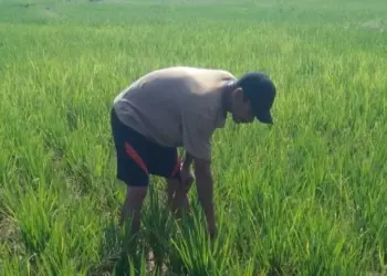 Petani di Kecamatan Cikeusik, Kabupaten Pandeglang, memeriksa tanaman padinya. (ISTIMEWA)