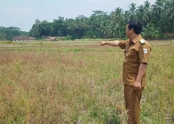 Areal persawahan di Desa Pasirjaksa, Kecamatan Keroncong, Kabupaten Pandeglang, kekeringan, Senin (4/9/2023). (FAHRIE/SATELITNEWS.COM)