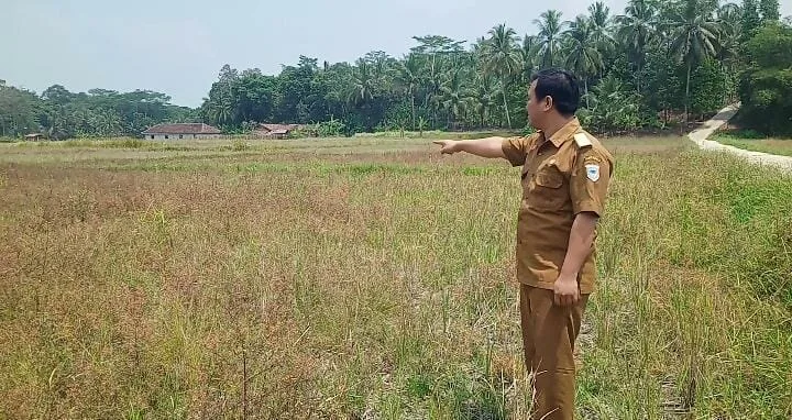 Areal persawahan di Desa Pasirjaksa, Kecamatan Keroncong, Kabupaten Pandeglang, kekeringan, Senin (4/9/2023). (FAHRIE/SATELITNEWS.COM)