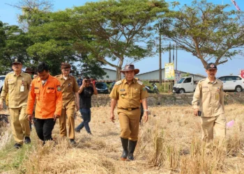 Pj Gubernur Banten Al Muktabar didampingi Kalak BPBD Banten dan jajarannya, meninjau lokasi lahan persawahan yang mengalami kekeringan akibat terdampak kemarau panjang dan fenomena El Nino. (ISTIMEWA)