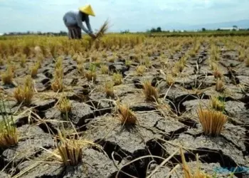 Akibat kemarau panjang, lahan persawahan alami gagal panen alias puso. (ISTIMEWA)