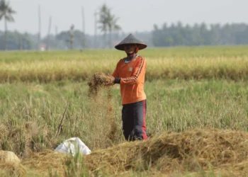 1.276 Hektare Lahan Terdampak Kekeringan