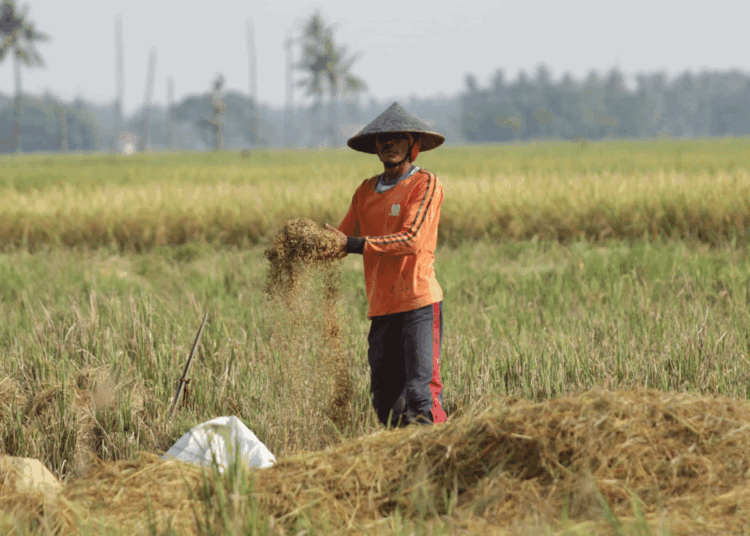 1.276 Hektare Lahan Terdampak Kekeringan