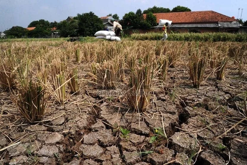 Lahan persawahan kekeringan. (ISTIMEWA)