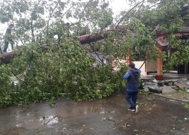 Pohon besar tumbang akibat angin kencang, di wilayah Kecamatan Karang Tanjung, beberapa waktu lalu. (ISTIMEWA)