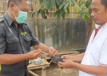 Cegah Flu Burung, Disnaskeswan Lebak Vaksinasi Unggas