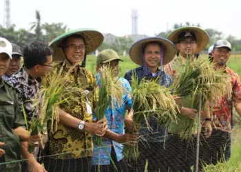 Di Lahan Seluas 14 Hektare, Pemkot Tangerang Panen Padi