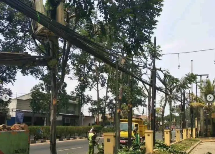 Pohon Beringin Besar Tumbang dan Tutupi Jalan di Lebak, Evakuasi Belasan Jam