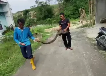 Seram...Ular Sanca Sepanjang 2,5 Meter Masuk Peruhaman di Lebak