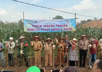 Petani di Kabupaten Serang panen jagung ungu. (SIDIK/SATELITNEWS.COM)