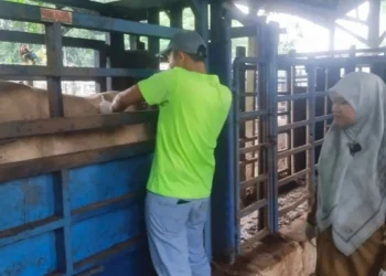 Disnakeswan Lebak Vaksinasi Hewan Milik Petani