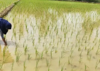 Seorang petani di Pandeglang sedang memeriksa tanaman padinya. (ISTIMEWA)