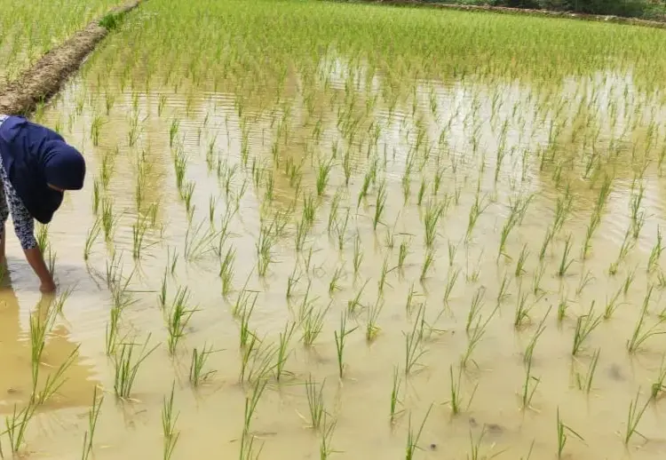 Seorang petani di Pandeglang sedang memeriksa tanaman padinya. (ISTIMEWA)