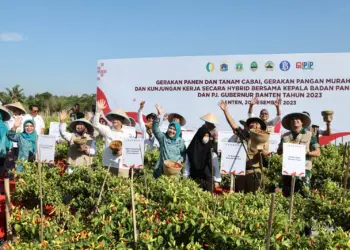 Gerakan tanam dan panen cabai, di Provinsi Banten. (ISTIMEWA)