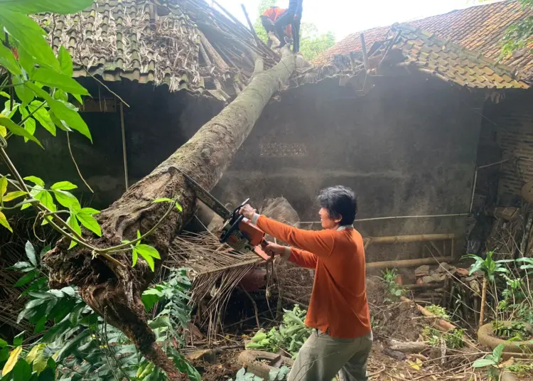 Tim BPBDPK mengevakuasi pohon tumbang yang menimpa rumah warga. (ISTIMEWA)