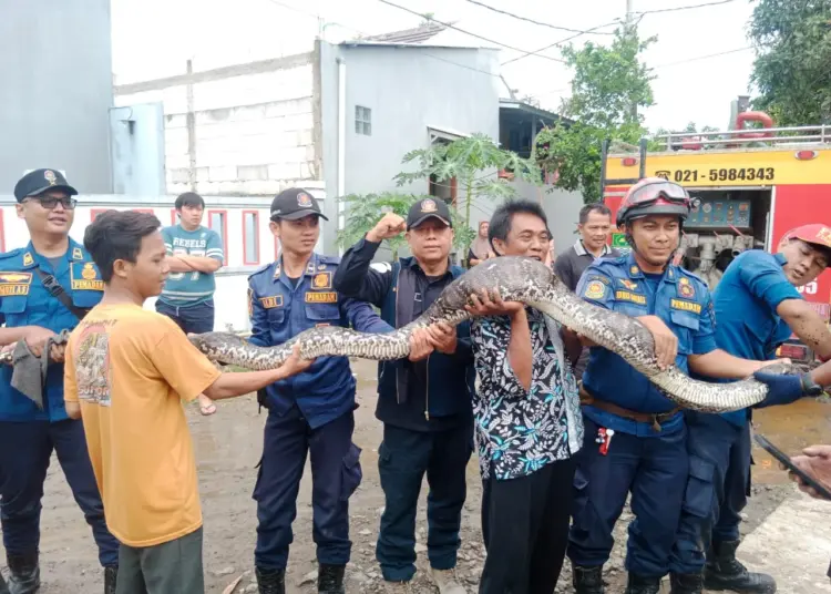 TANGKAP ULAR PITON: Petugas BPBD Pos Sepatan berhasil menangkap ular piton sepanjang 5 meter di Perumahan Sepatan Residence, Blok N4 No. 04, Desa Kayu Bongkok, Kecamatan Sepatan, Kamis (18/1). (ALFIAN HERIANTO)