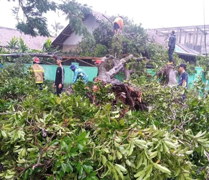 Personel BPBDPK Kabupaten Pandeglang, mengevakuasi pohon tumbang yang menimpa rumah warga di Kecamatan Labuan, Kabupaten Pandeglang, Jumat (19/1/2024). (ISTIMEWA)