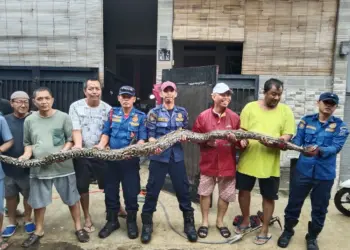 Ular Sanca 4 Meter Mangsa Kucing Bikin Geger Warga Villa Pamulang