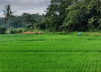 Hamparan lahan persawahan, di Kecamatan Karang Tanjung, Kabupaten Pandeglang, menjadi target program PTSL. (ADIB FAHRIE/SATELITNEWS.COM)