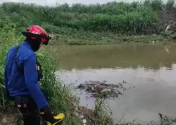 BPBD Kota Tangerang Telusuri Keberadaan Buaya di Kali Sabi yang Ramai di Medsos