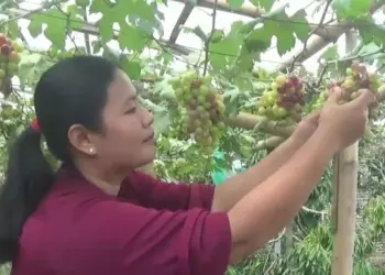 Warga Cibadak Lebak Ini Berhasil Manfaatkan Lahan Kosong Jadi Budidaya Anggur