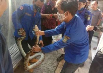 Waspada, Ular Muncul di Permukiman Pada Musim Penghujan