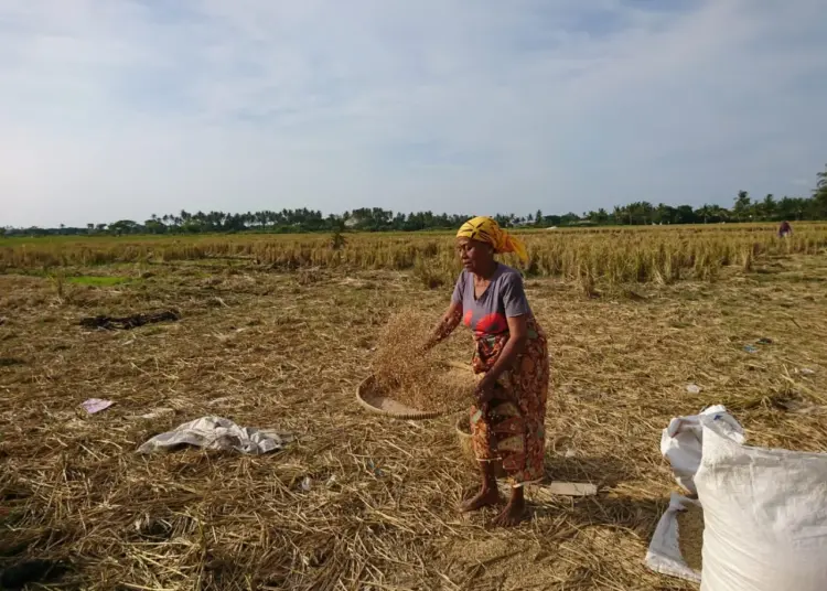 MENAMPI PADI: Salah satu petani sedang menampi padi di Kecamatan Pakuhaji. (DOK/SATELIT NEWS)