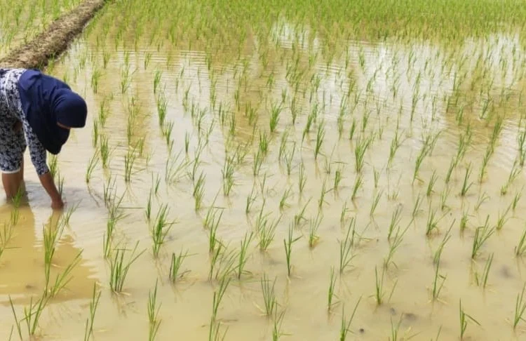 Seorang petani sedang memeriksa tanaman padinya. (ISTIMEWA)