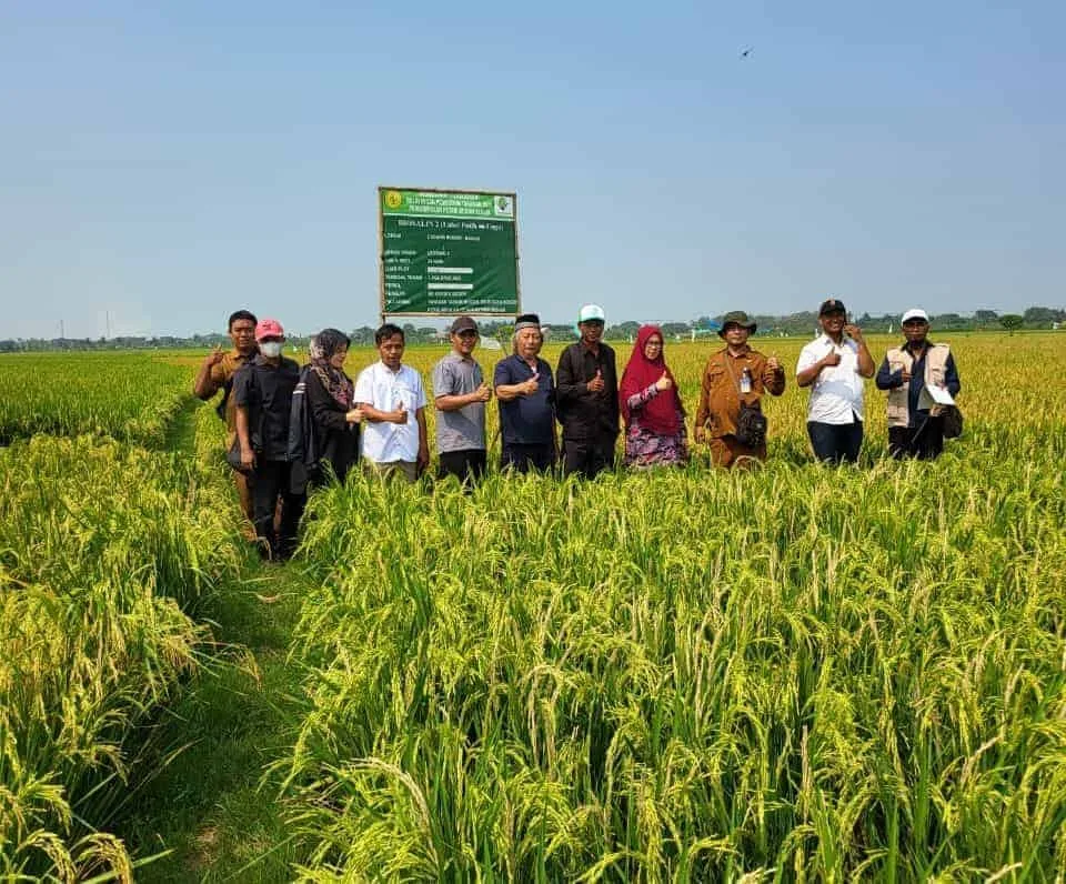 Hamparan lahan persawahan di wilayah Banten. (ISTIMEWA)