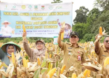 Pj Bupati Tangerang Andi Ony saat panen jagung di Desa Dangdang, Kecamatan Cisauk, Selasa (27/2/2024). (ISTIMEWA)