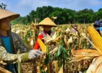 Produksi Jagung di Lebak Turun 10 Ribu Ton