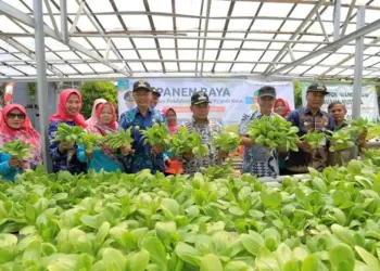 Manfaatkan Lahan Kosong DKP Kota Tangerang dan KWT Panen Raya Sayur dan Ikan