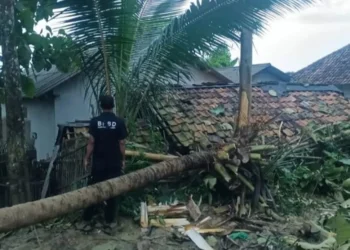 Sebuah rumah milik warga di Citeureup, Kecamatan Panimbang, Kabupaten Pandeglang, tertimpa pohon tumbang. (ISTIMEWA)