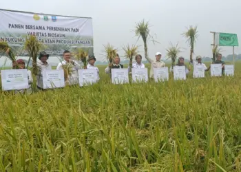 Produksi Padi di Banten Diklaim Akan Meningkat. (ISTIMEWA)