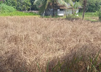 Tanaman padi milik petani Desa Pagelaran, Kecamatan Pagelaran, Kabupaten Pandeglang, kering akibat serangan hama. (DOKUMEN/SATELITNEWS.COM)