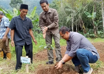 Pihak PLTU Banten 2 Labuan dan BIM, sedang menanam pohon kopi di lereng Gunung Karang, Selasa (30/4/2024). (ISTIMEWA)