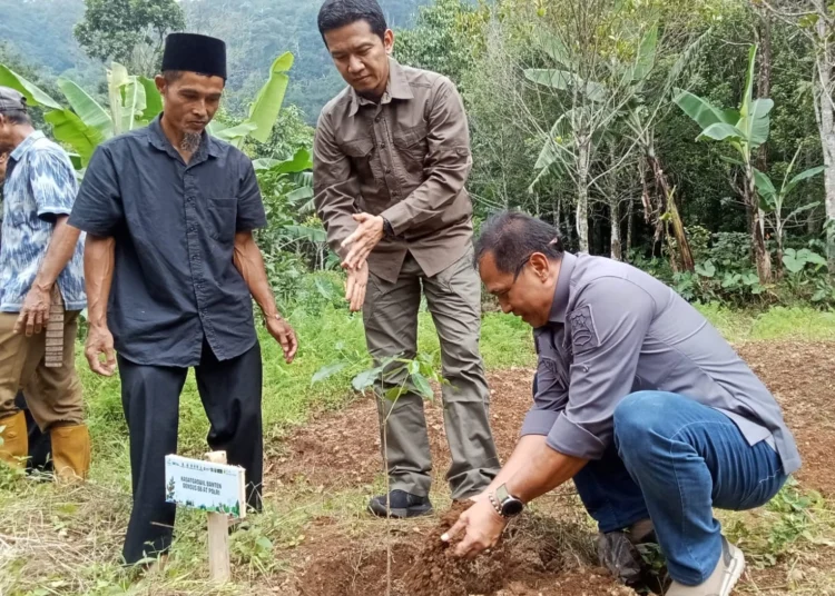 Pihak PLTU Banten 2 Labuan dan BIM, sedang menanam pohon kopi di lereng Gunung Karang, Selasa (30/4/2024). (ISTIMEWA)